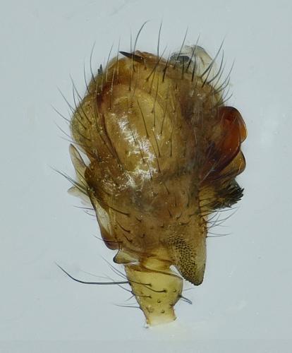 Réf. 226 725 : Lepthyphantes leprosus